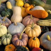 Cucurbits