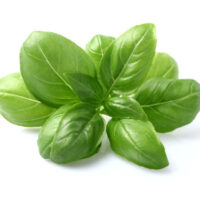 BASIL