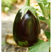 BLACK BEAUTY ? OP