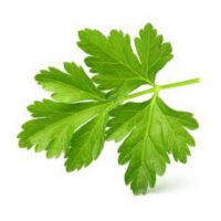 FLAT LEAF ? OP