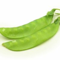 OREGON SUGAR POD II