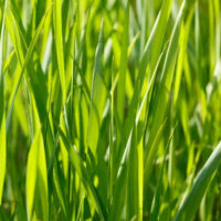 PRINE TETRAPLOID
