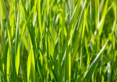 PRINE TETRAPLOID