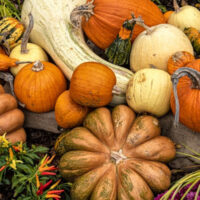 Cucurbits